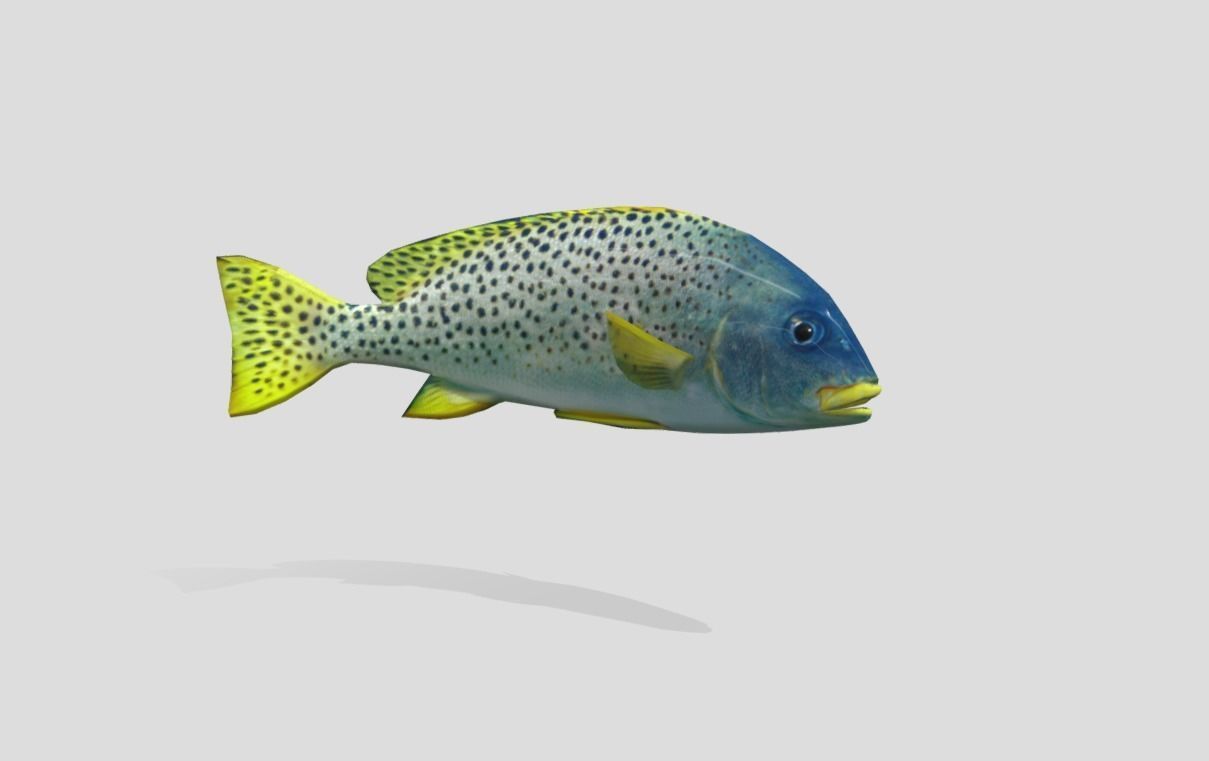 Blackspotted Sweetlips Realistic Animated Low-poly 3D model_6