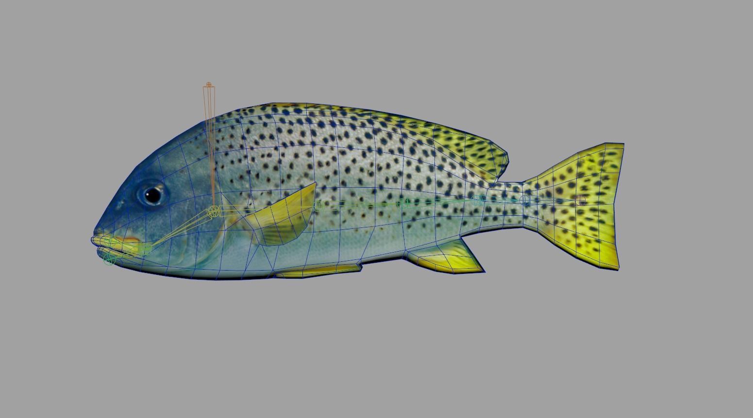 Blackspotted Sweetlips Realistic Animated Low-poly 3D model_3