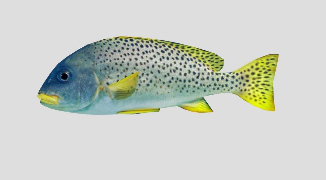 Blackspotted Sweetlips Realistic Animated Low-poly 3D model_4
