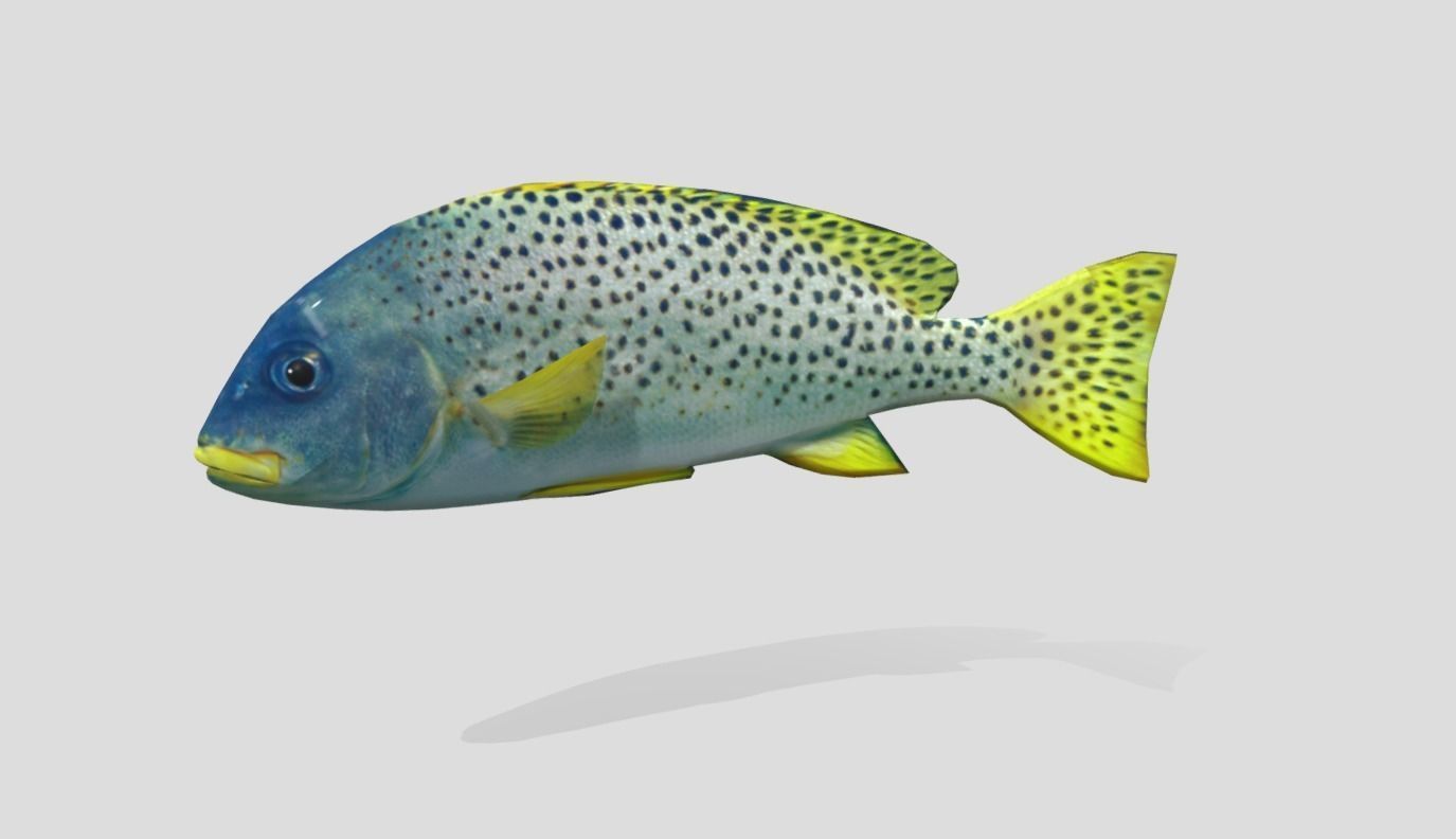 Blackspotted Sweetlips Realistic Animated Low-poly 3D model_10