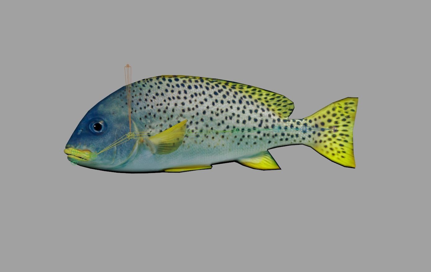 Blackspotted Sweetlips Realistic Animated Low-poly 3D model_2
