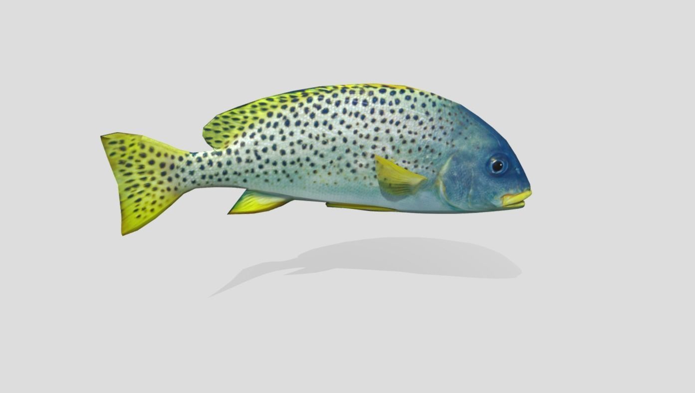 Blackspotted Sweetlips Realistic Animated Low-poly 3D model_9