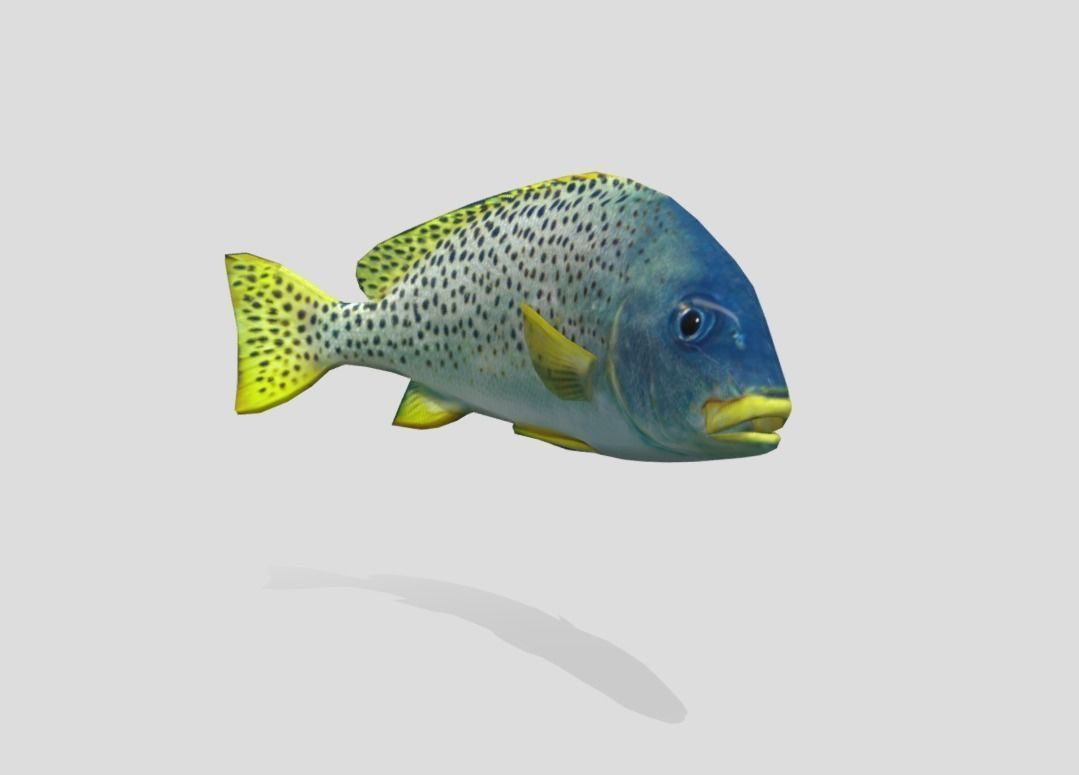 Blackspotted Sweetlips Realistic Animated Low-poly 3D model_5