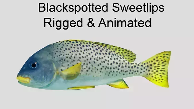 Blackspotted Sweetlips Realistic Animated Low-poly 3D model