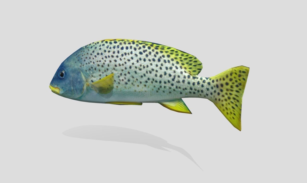 Blackspotted Sweetlips Realistic Animated Low-poly 3D model_8