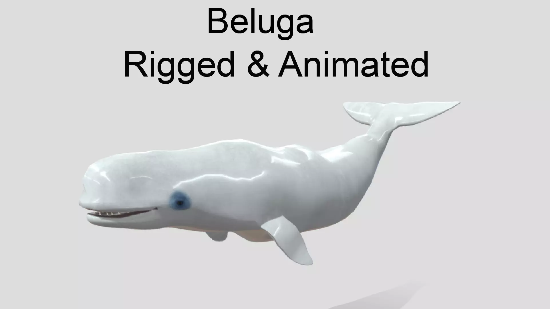 Beluga Realistic Animated Low-poly 3D model