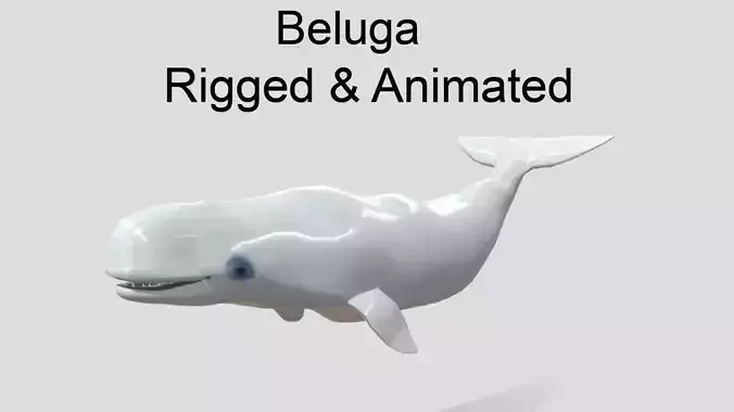 Beluga Realistic Animated  Low-poly 3D model