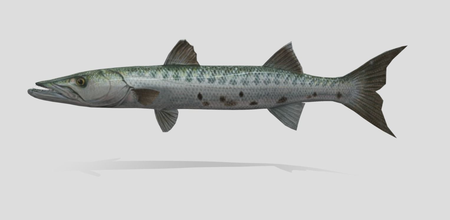 Barracuda Realistic Animated Low-poly 3D model_6