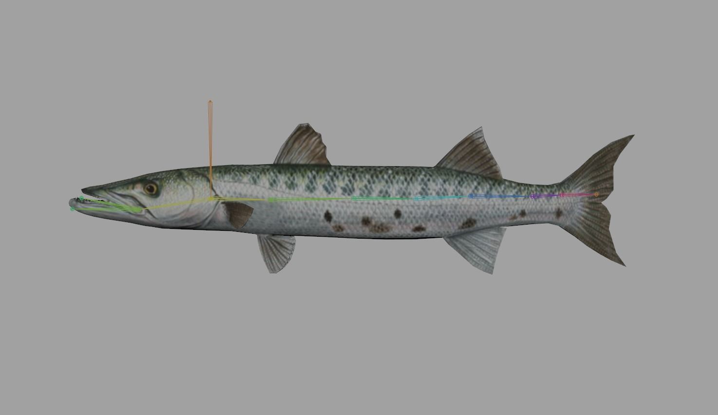 Barracuda Realistic Animated Low-poly 3D model_2