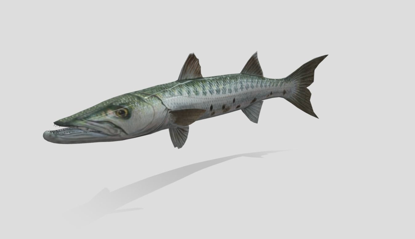 Barracuda Realistic Animated Low-poly 3D model_7