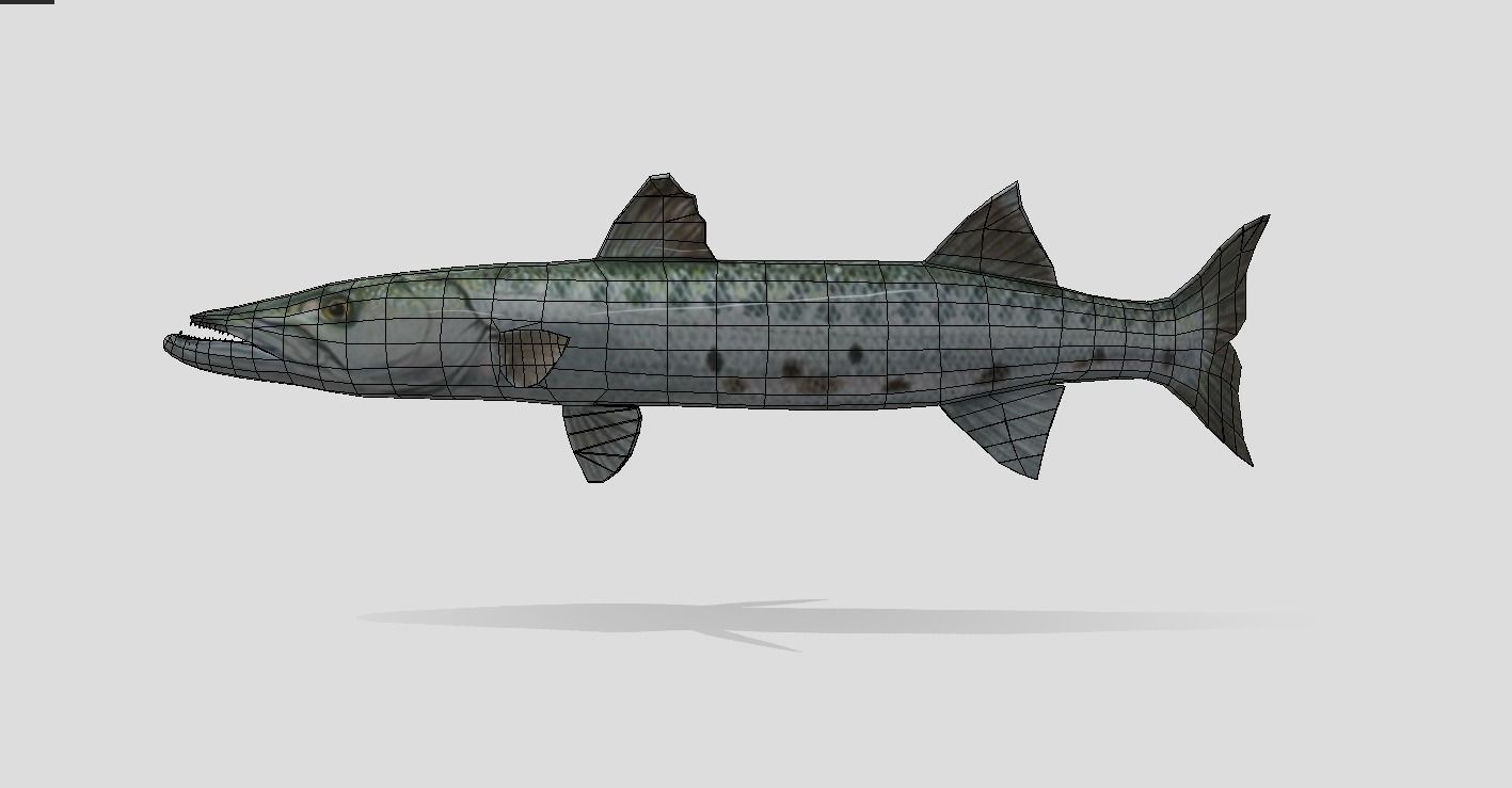 Barracuda Realistic Animated Low-poly 3D model_3