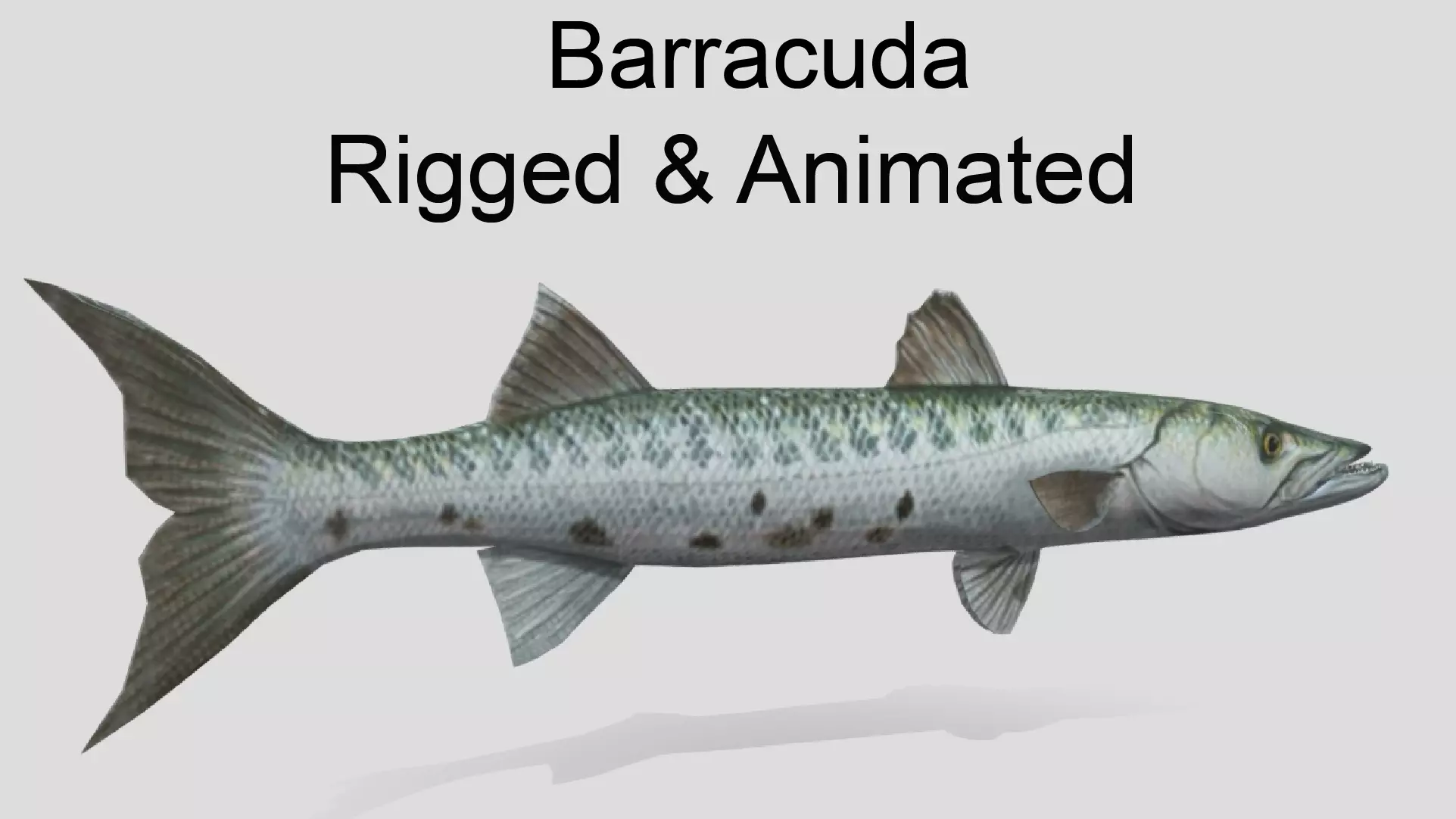 Barracuda Realistic Animated Low-poly 3D model_0