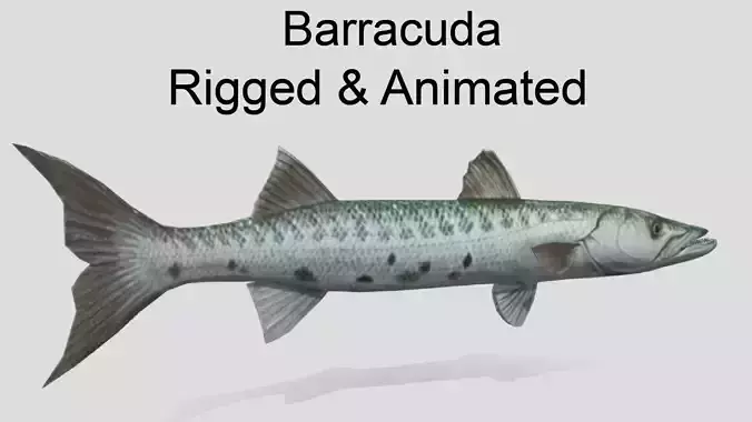 Barracuda  Realistic Animated Low-poly 3D model