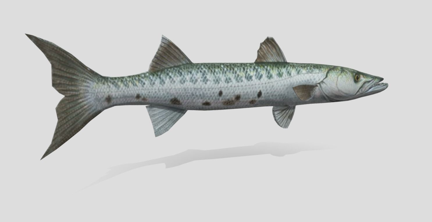 Barracuda Realistic Animated Low-poly 3D model_8