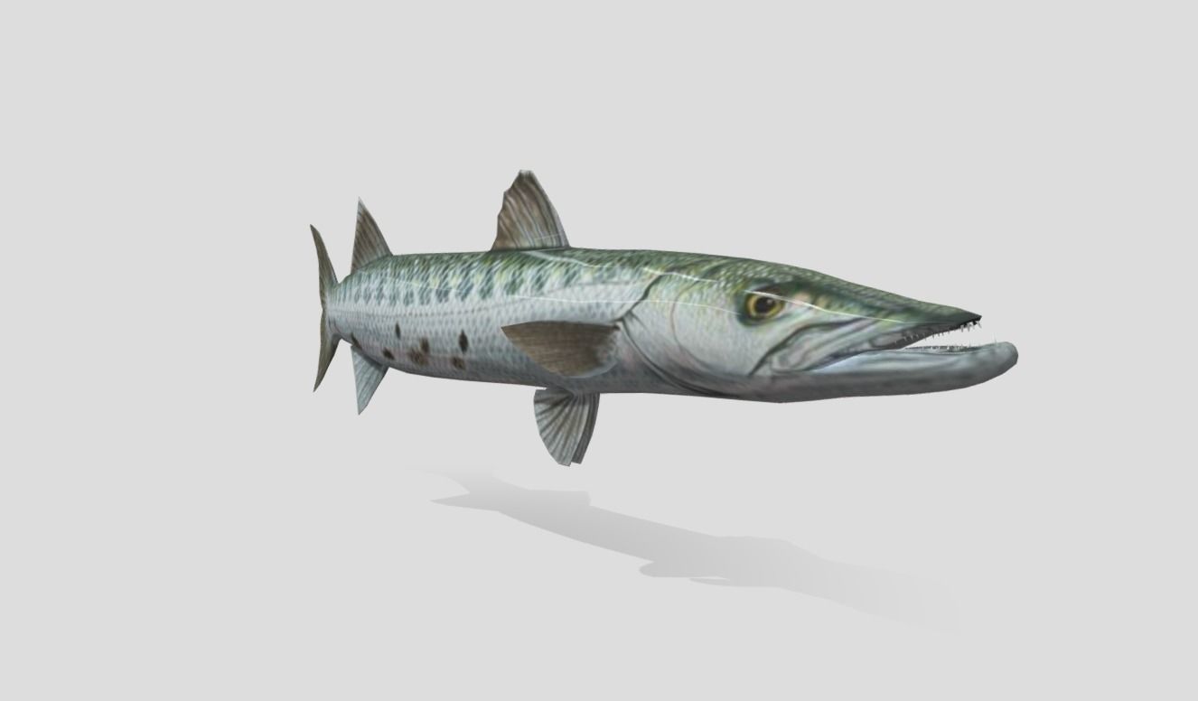 Barracuda Realistic Animated Low-poly 3D model_4