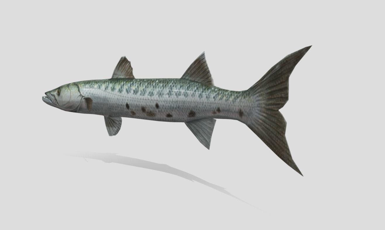 Barracuda Realistic Animated Low-poly 3D model_5