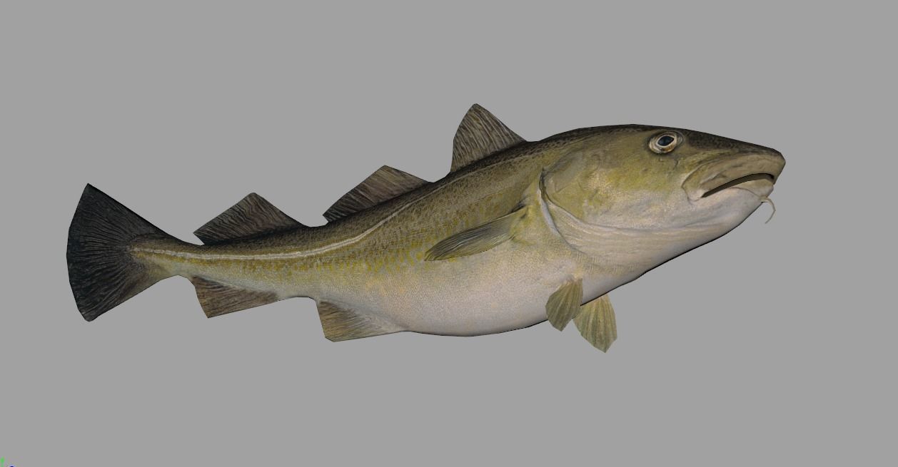 Atlantic-Cod Realistic Animated Low-poly 3D model_9