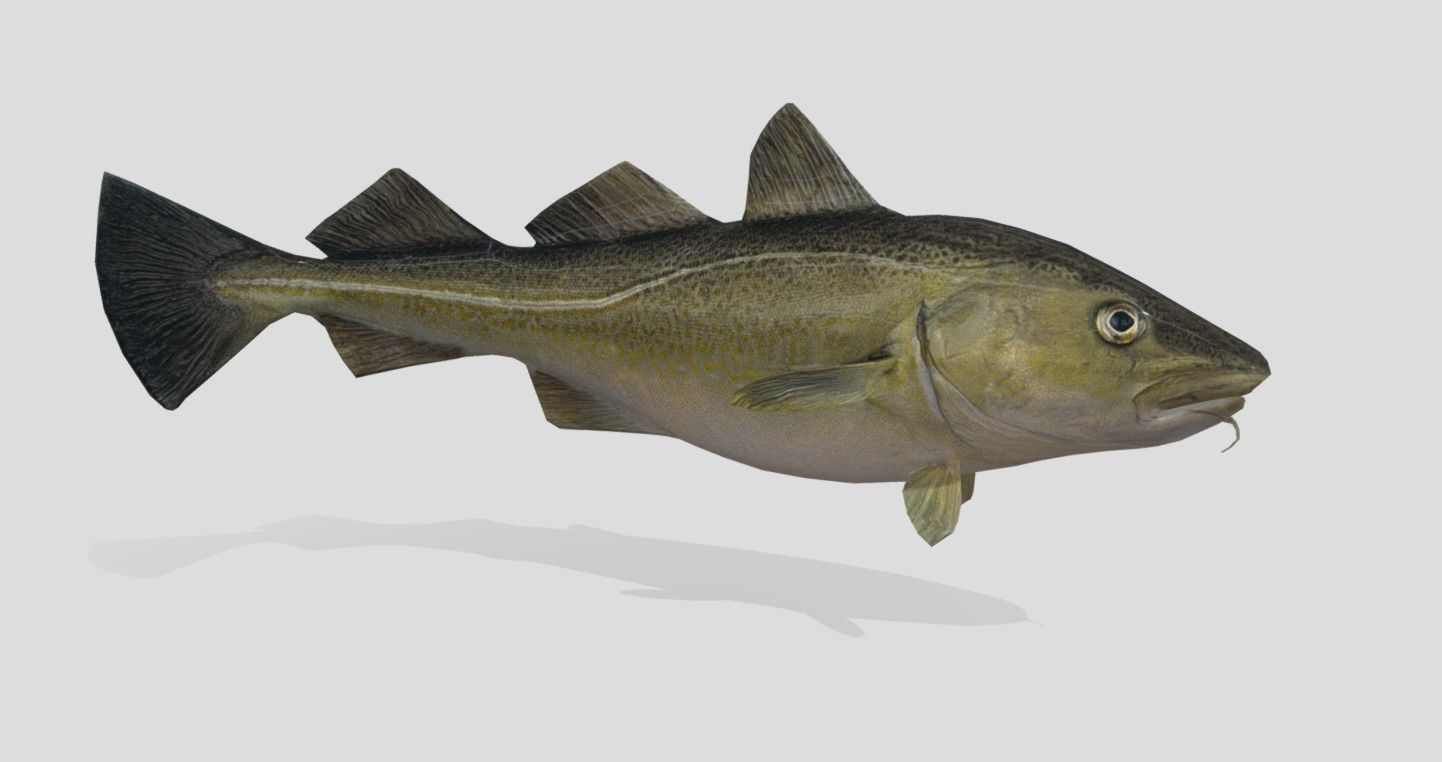 Atlantic-Cod Realistic Animated Low-poly 3D model_7