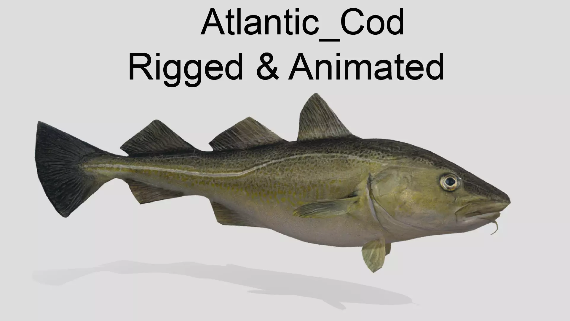 Atlantic-Cod Realistic Animated Low-poly 3D model_0
