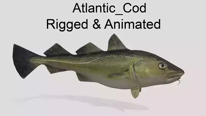 Atlantic-Cod Realistic Animated Low-poly 3D model
