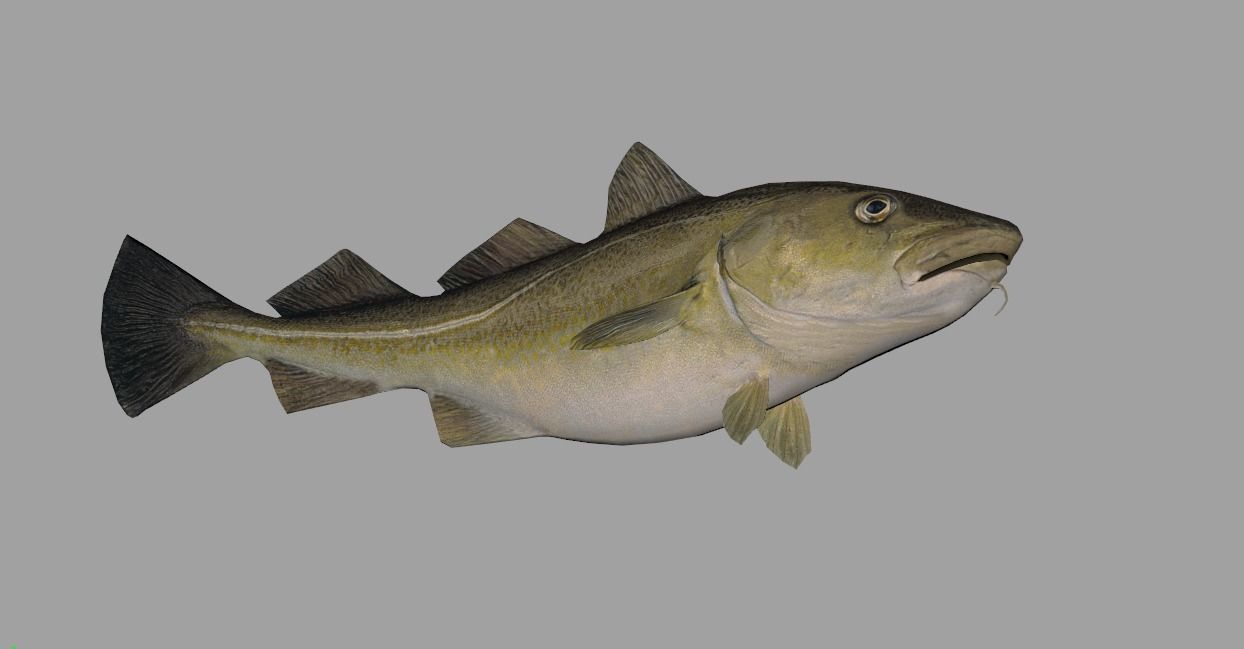 Atlantic-Cod Realistic Animated Low-poly 3D model_13