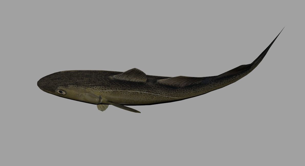 Atlantic-Cod Realistic Animated Low-poly 3D model_11