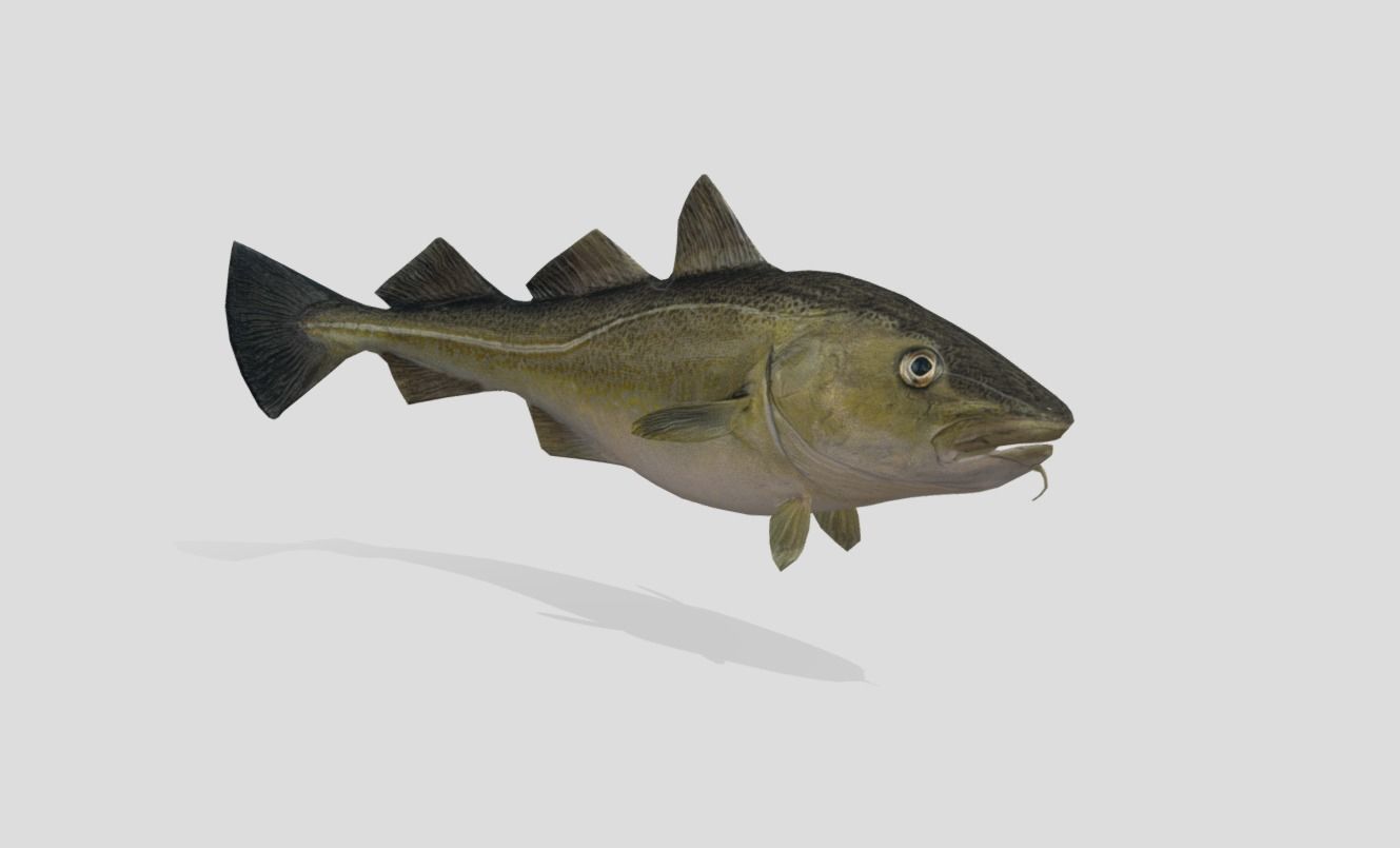 Atlantic-Cod Realistic Animated Low-poly 3D model_6