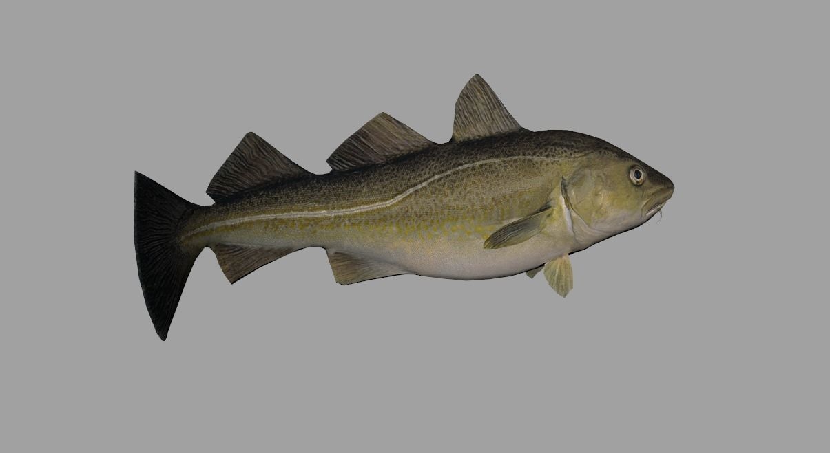 Atlantic-Cod Realistic Animated Low-poly 3D model_12