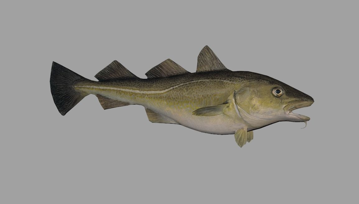 Atlantic-Cod Realistic Animated Low-poly 3D model_4