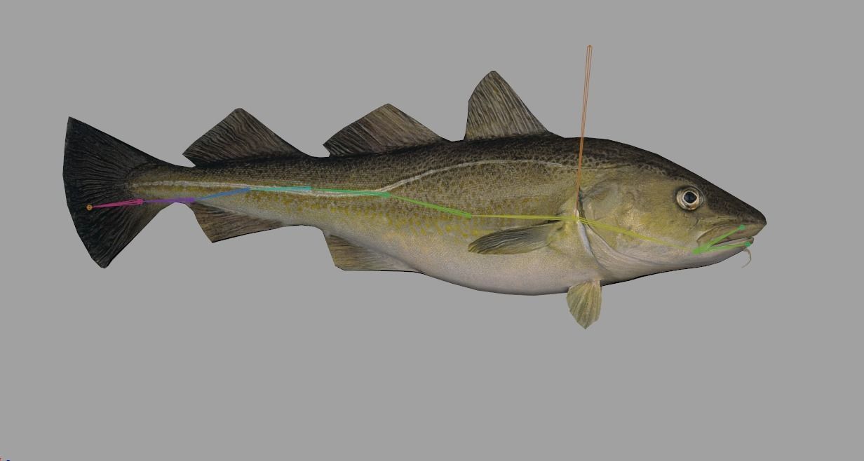 Atlantic-Cod Realistic Animated Low-poly 3D model_2