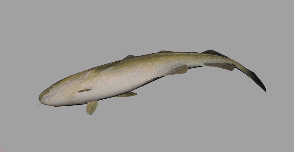 Atlantic-Cod Realistic Animated Low-poly 3D model_10