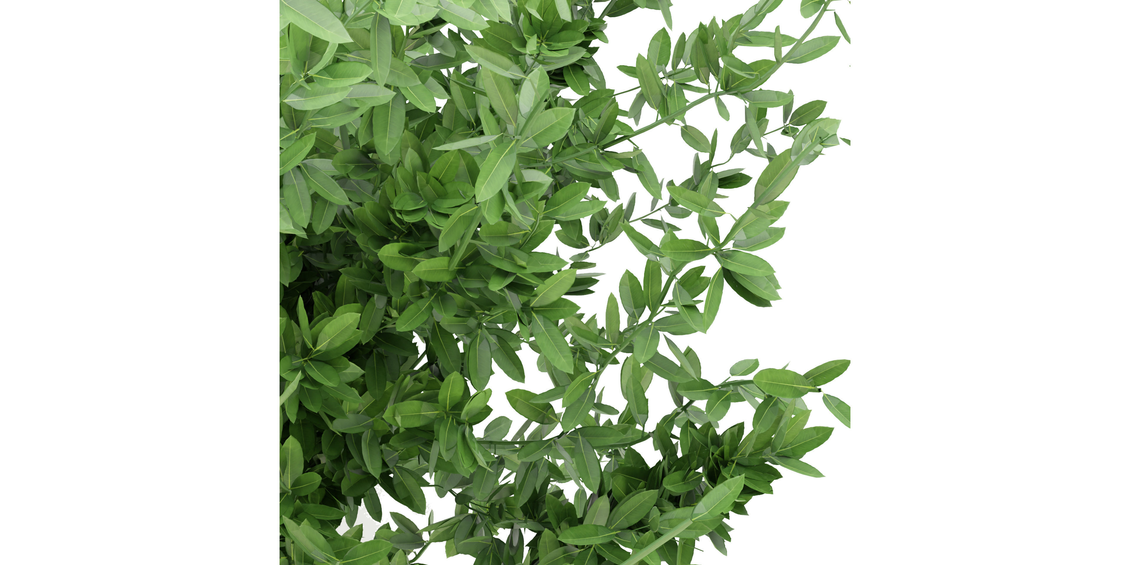 Collection plant vol 124 - blender model  3D model_4