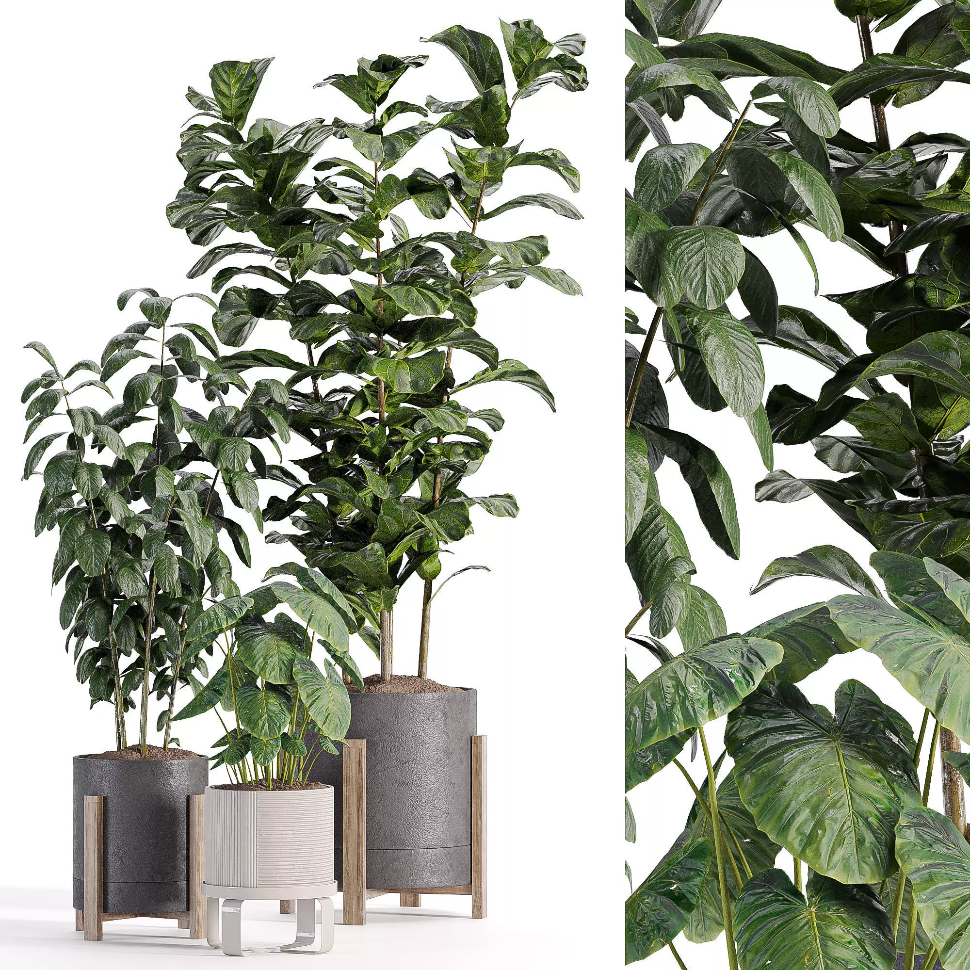 indooe plants in vase 006 Low-poly 3D model