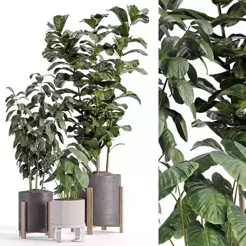 indooe plants in vase 006