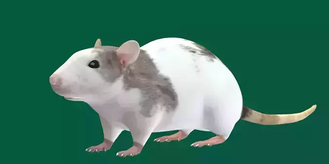 White Rat