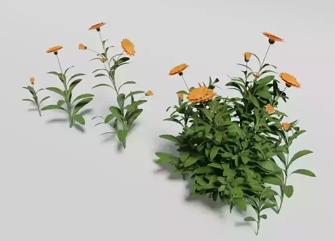 Calendula officinalis flower