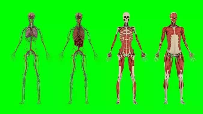 Human Anatomy  3D model