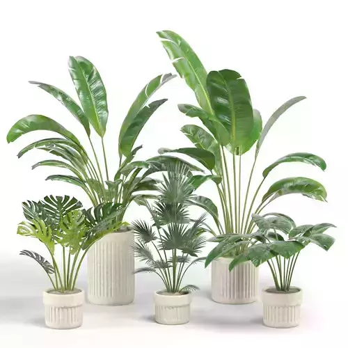 Indoor Plants 01