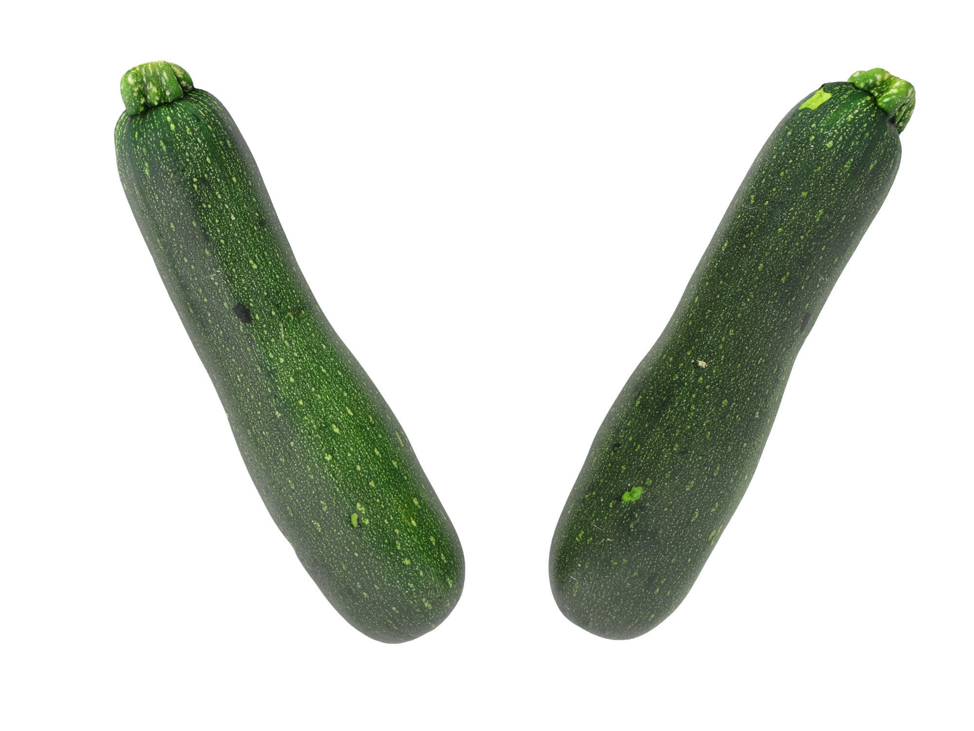 Zucchini 3D model_9