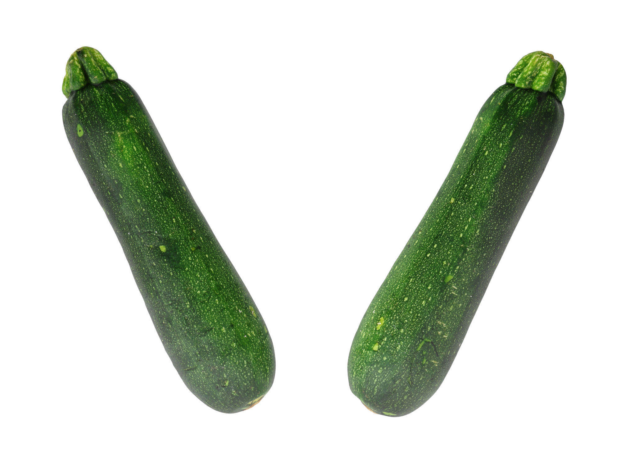 Zucchini 3D model_5