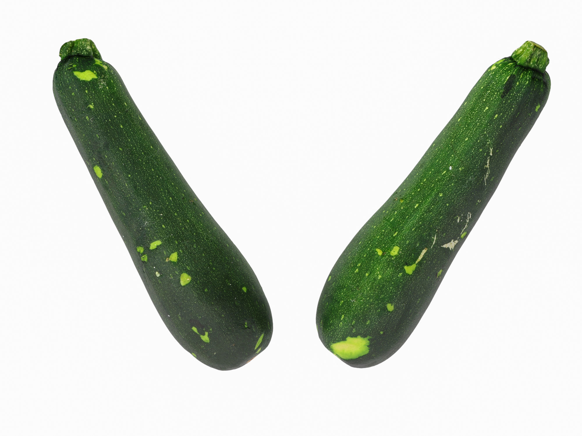 Zucchini 3D model_6