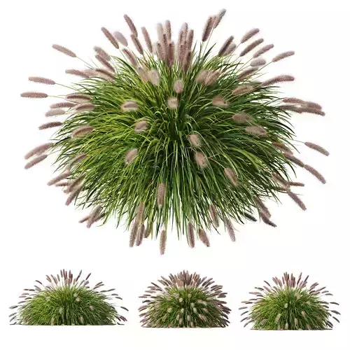 Pennisetum Alopecuroides Lampenputzergras Fountain Hameln03 3D model