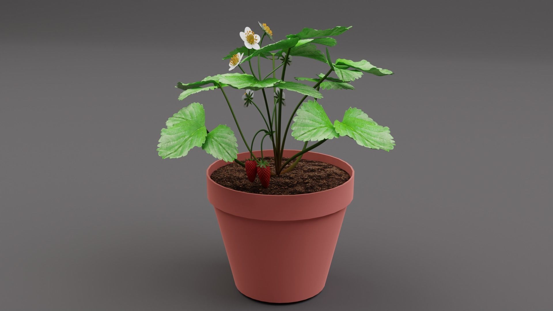 Strawberry Plant Low-poly 3D model_6