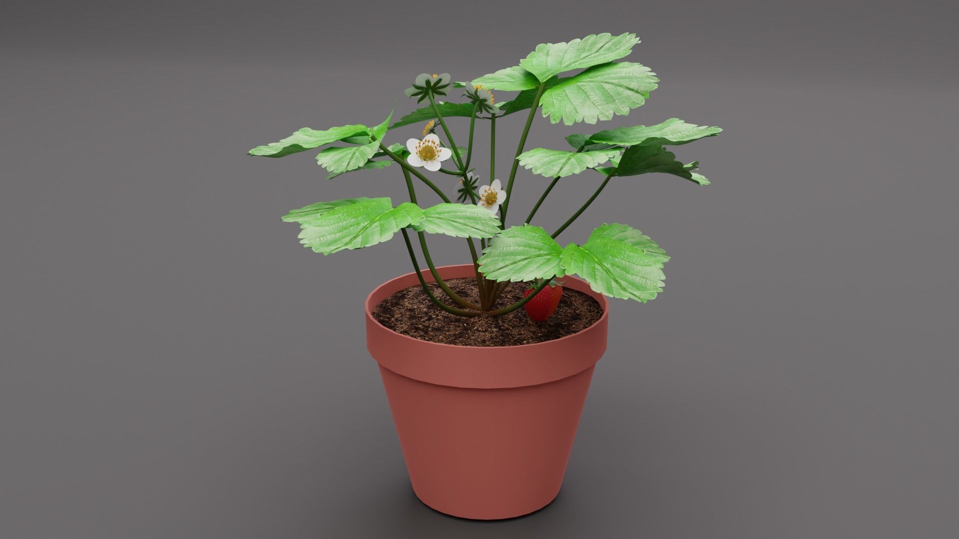 Strawberry Plant Low-poly 3D model_3