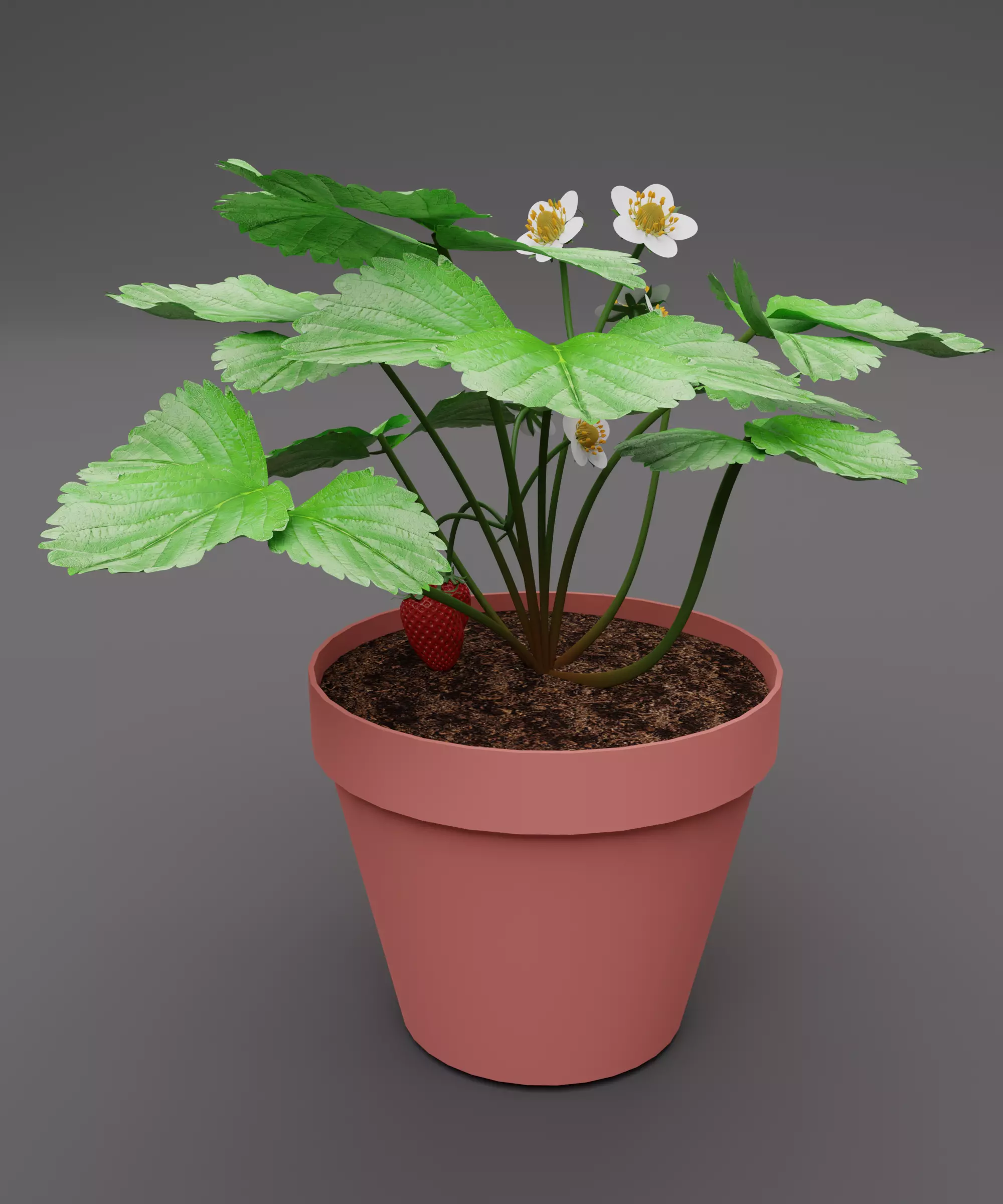 Strawberry Plant Low-poly 3D model_0