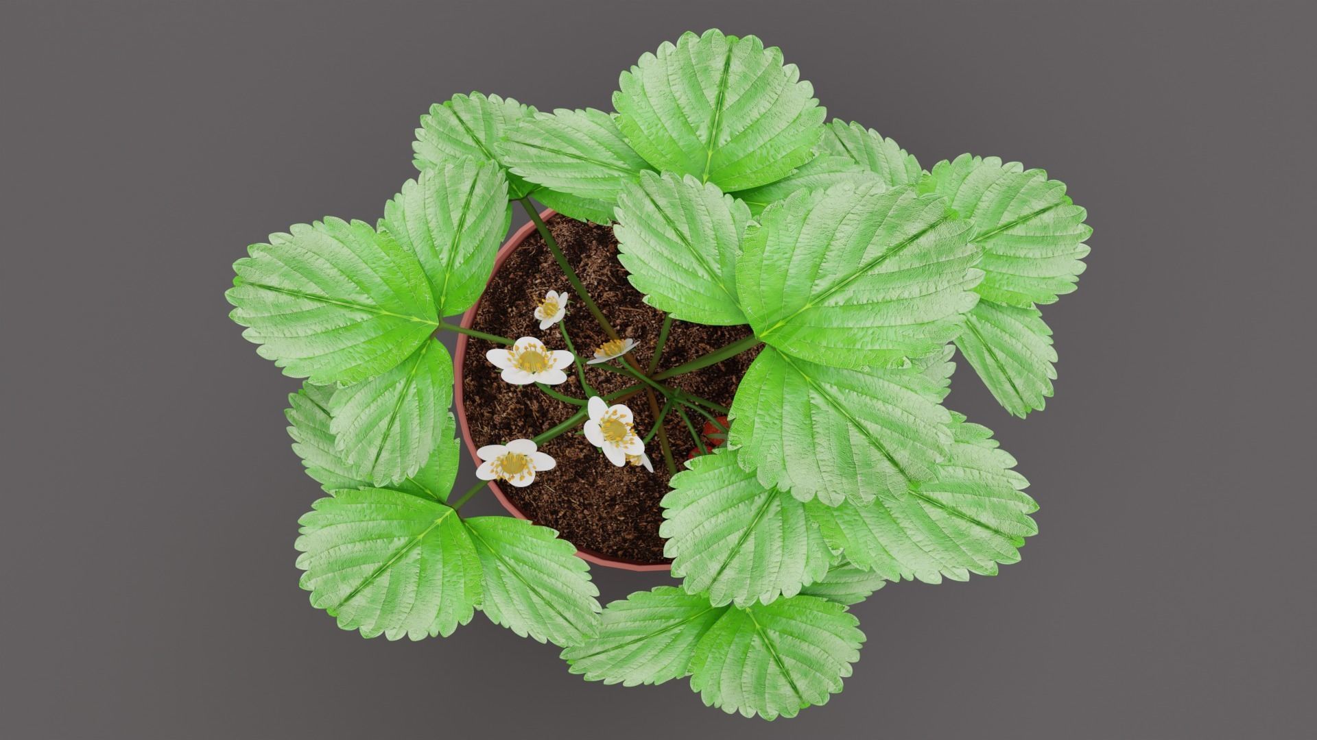 Strawberry Plant Low-poly 3D model_4