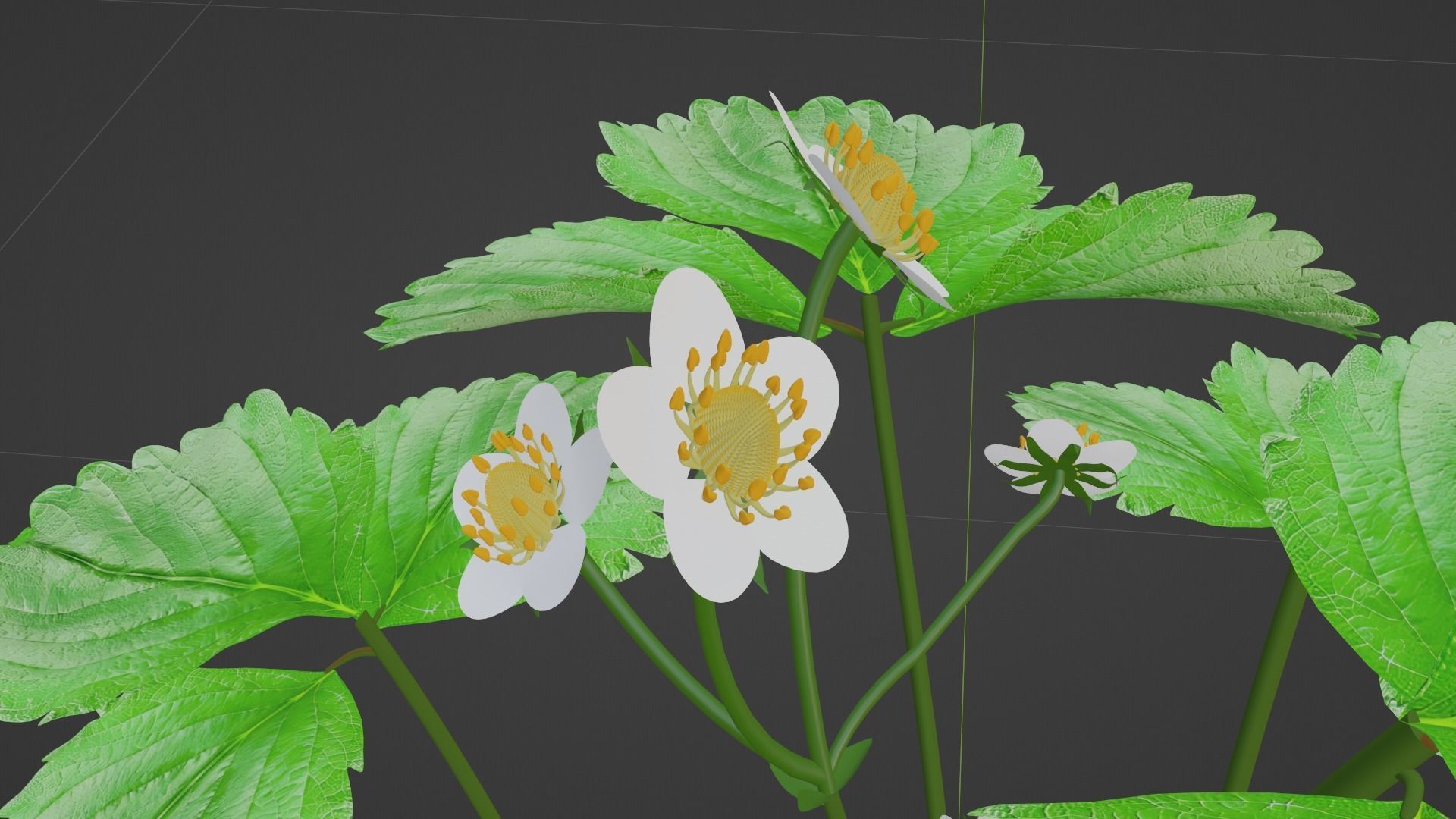 Strawberry Plant Low-poly 3D model_7