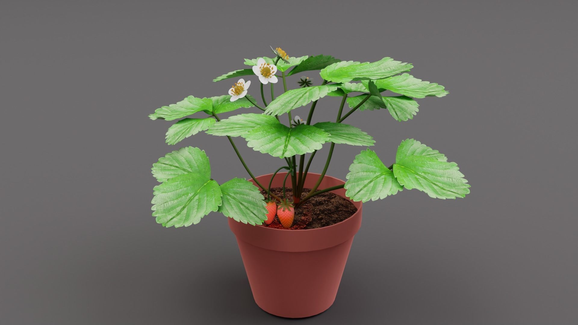 Strawberry Plant Low-poly 3D model_2