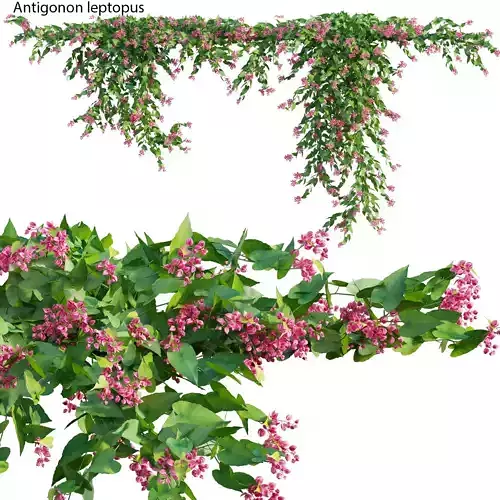Antigonon leptopus - Coral Vine - Pink Vine