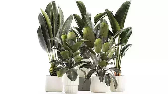 Set beautiful plant Strelitzia and Ravenala in a flower pot 1327 3D model